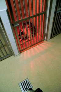 Dog rests atop dog kennel floor grating system inside a dog pound.