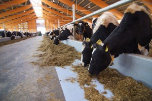 Cattle feed in a large barn equipped with USDA approved floors.