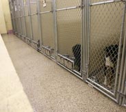 Two puppy dogs give puppy looks to viewers while patiently sitting atop their specially designed kennel floors.