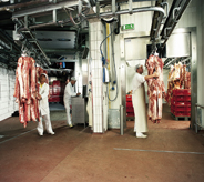 Overhead rolling racks help several workers move product across floor into large freezer area.