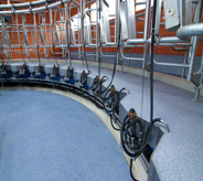 This bright blue floor is used on a dairy farm.