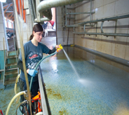 Blue waterproofed membrane protects floor system while dairy farm worker flushes area with water hose.