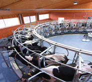 Heavy cattle dutifully wait atop blue accented floor for feeding.