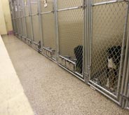 Dogs look eargerly at patrons atop tan kennel protecting floor covering.