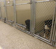 Black doges sitting on pet shop floor.